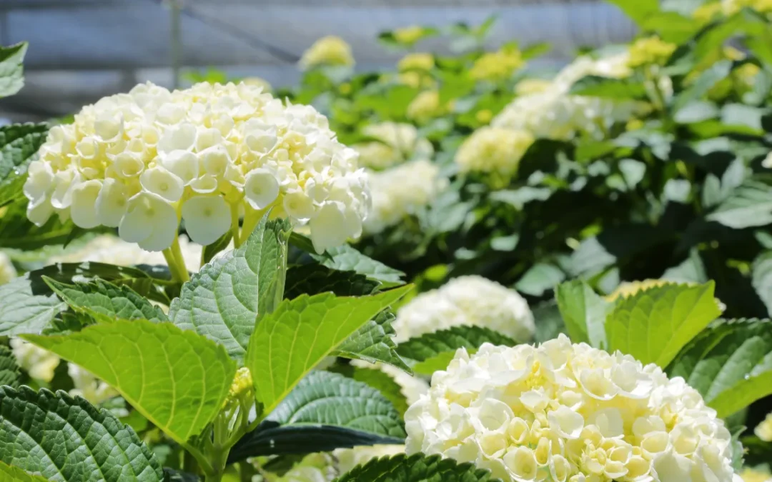 Tendencias del mercado floral de Hortencias