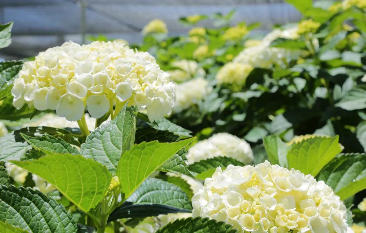 Tendencias del mercado floral de Hortencias
