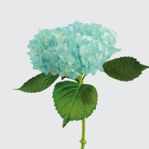 Turquoise Blue