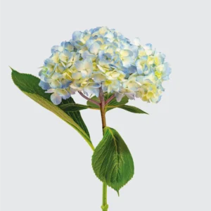 Blue Native