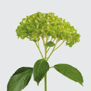 Emerald Variegate
