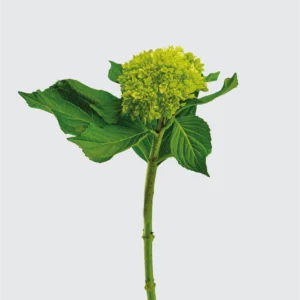 Mini Green